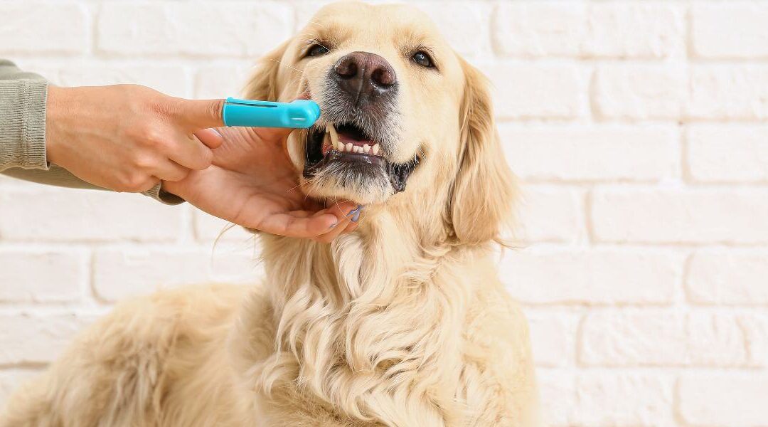 a men cleaning teeth of pet dog