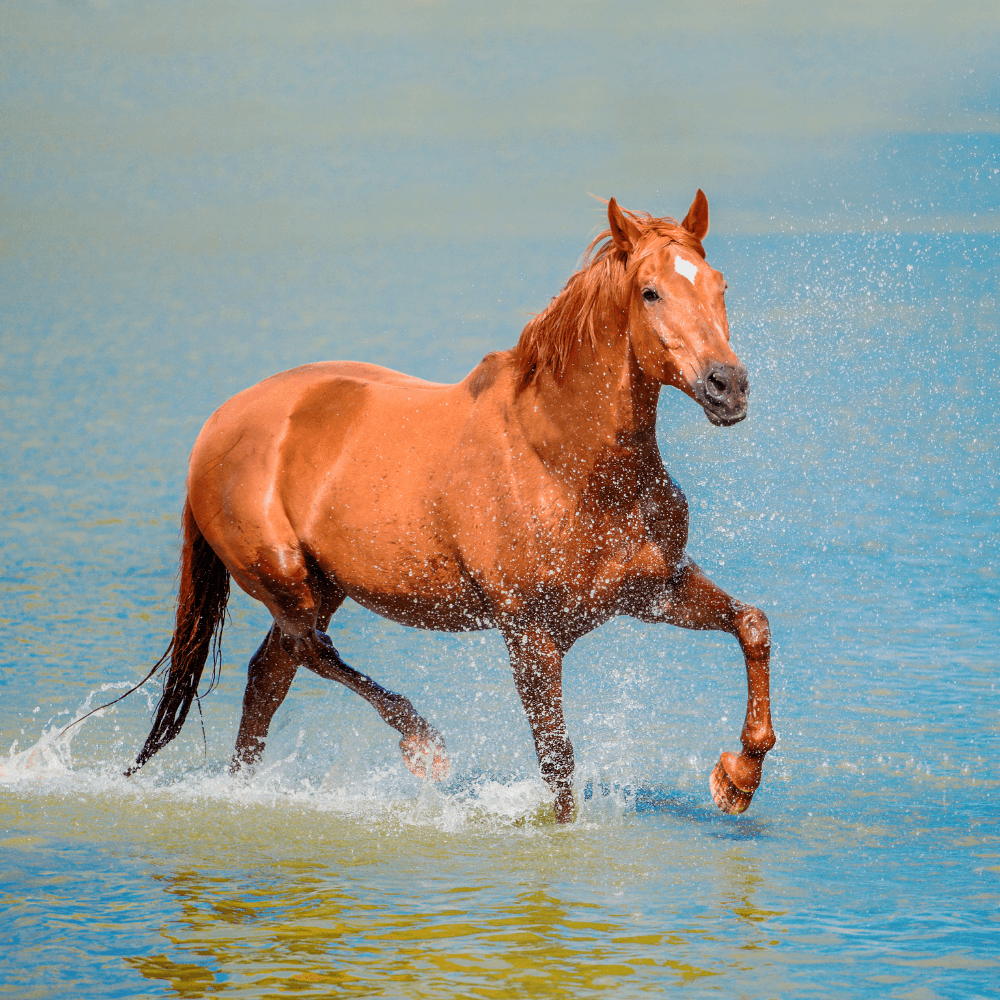 A horse running in water