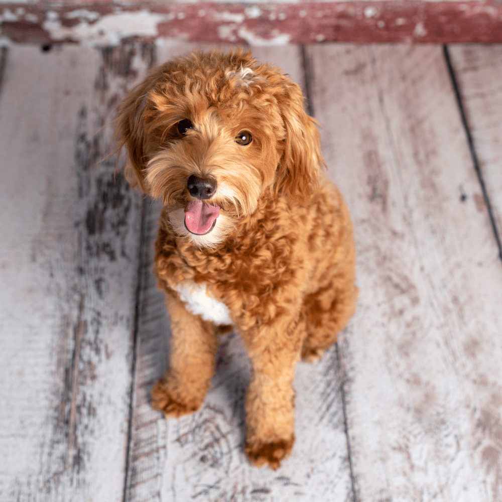 Doodle puppy sitting on floor