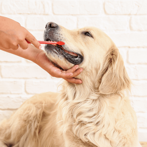 Lady brushing dog's teeth