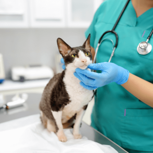 Cat in the hands of vet