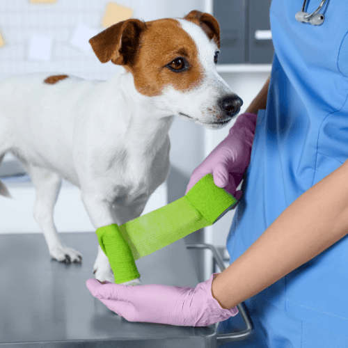 Vet bandaging dog's paw