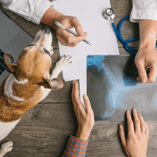 Vet examining dog's X-ray