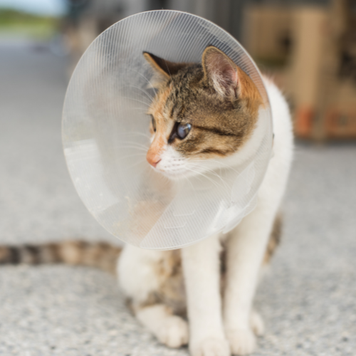 A cat with a cone around its head